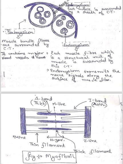 MEAT AND MEAT PRODUCTS