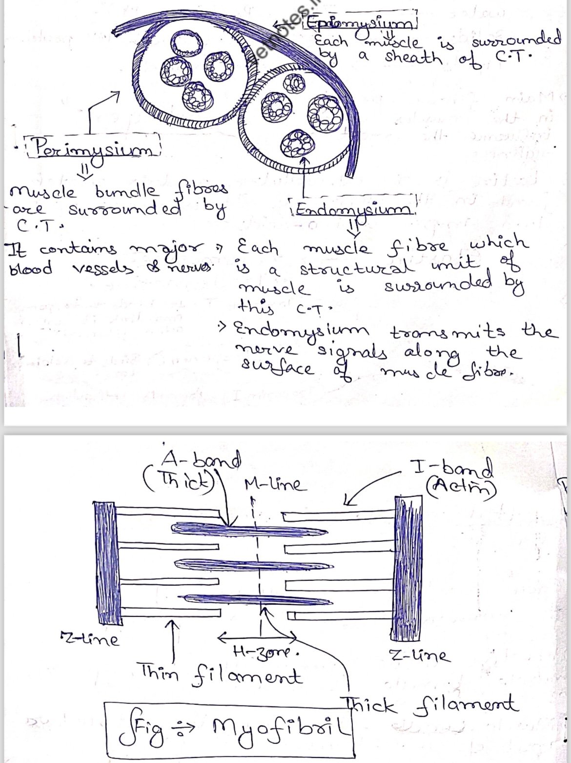 MEAT AND MEAT PRODUCTS