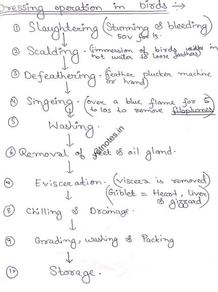 Abattoir and slaughtering